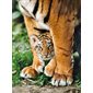 500 Pieces – Bengal Tiger Cub Jigsaw Puzzle