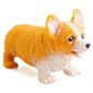 Chien Corgi à étirer