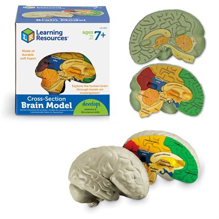 Modèle du cerveau humain en coupe