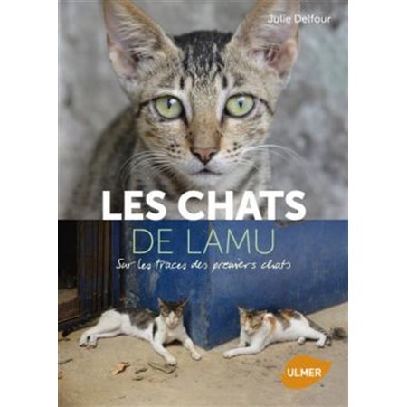 Les chats de Lamu