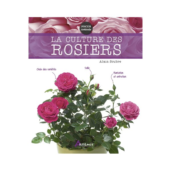 La culture des rosiers