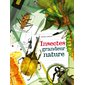 Insectes