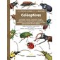 Coléoptères : coccinelle, cétoine, hanneton, taupin... : découvrir le monde haut en couleur des coléoptères et reconnaître les espèces les plus spectaculaires de nos régions