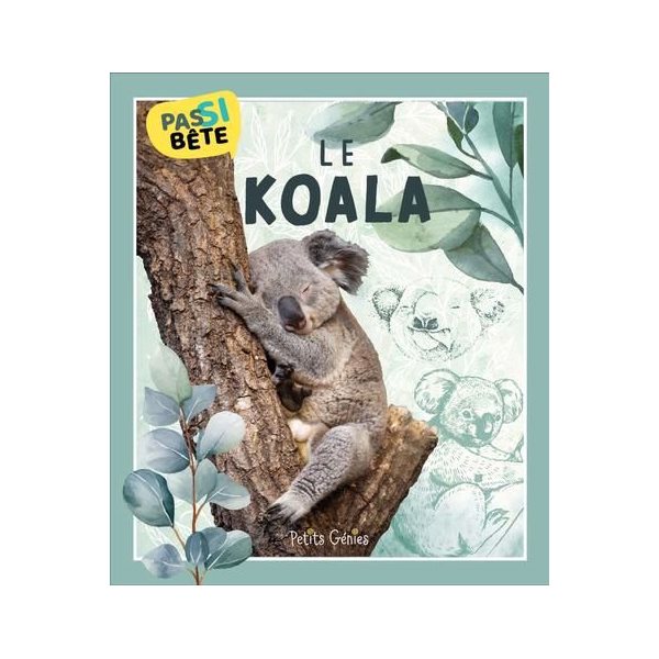 Le koala, Pas si bête