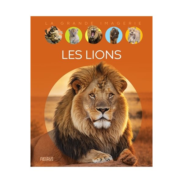 Les lions, La grande imagerie