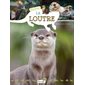La loutre, P'tit curieux
